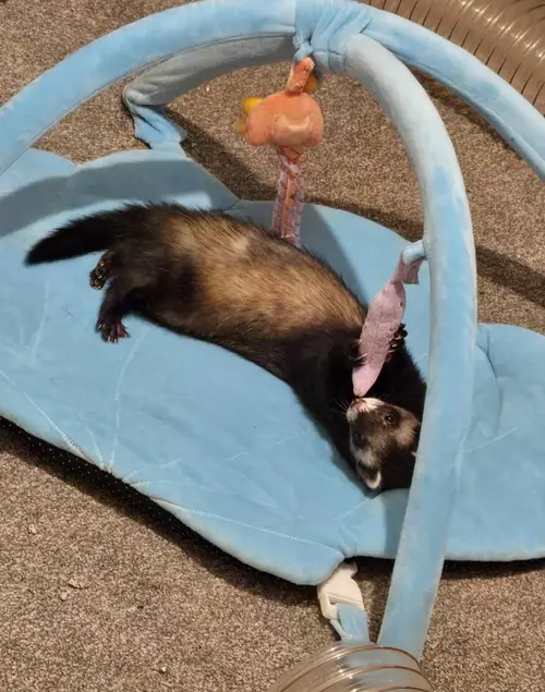 Foot’s Playmat